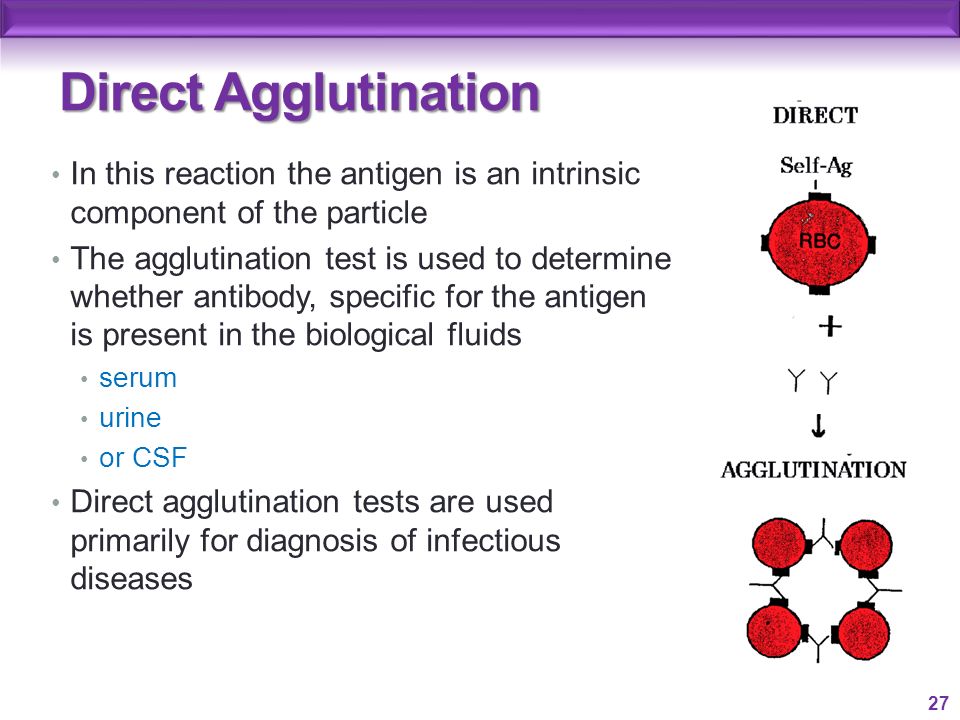 What Is Looked For In a Particle Agglutination Test?